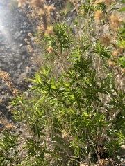 Brickellia longifolia multiflora