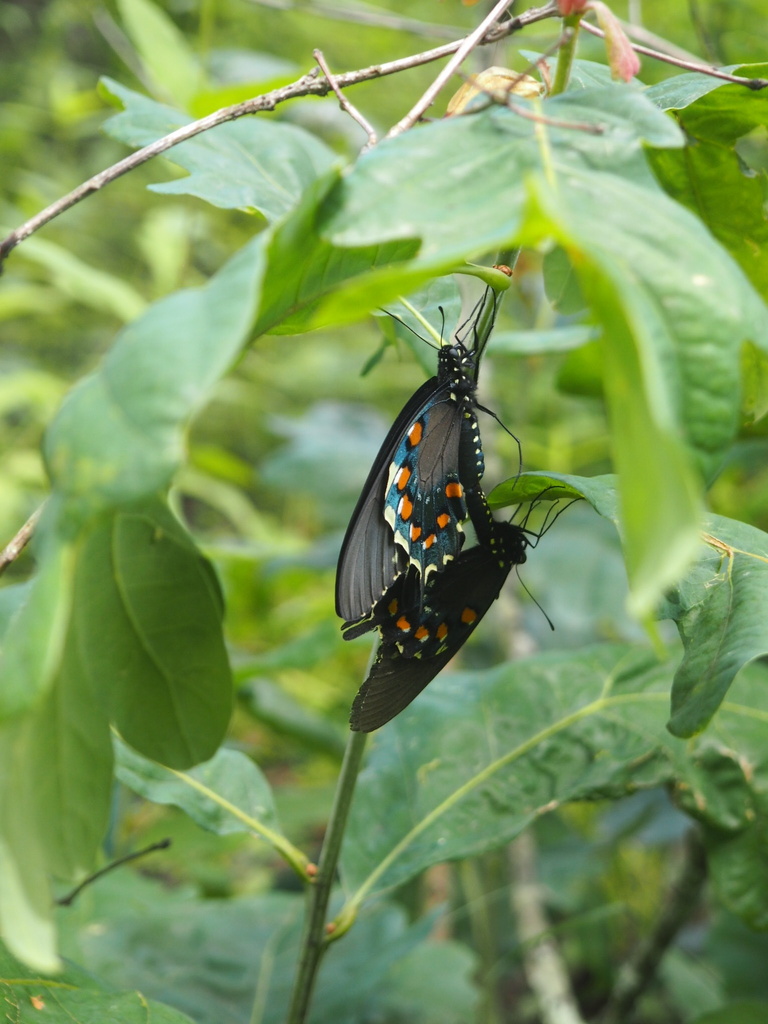 Pipevine Swallowtail from Adams Lake State Park, West Union, OH, US on ...