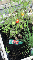 Solanum lycopersicum