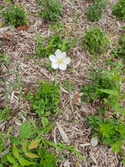 Anemonoides sylvestris