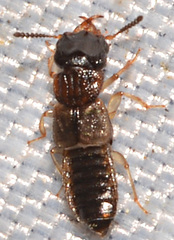 Anotylus insignitus