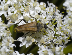 Lepturobosca chrysocoma