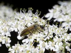 Lepturobosca chrysocoma
