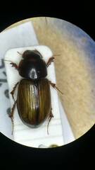 Bodiloides ictericus