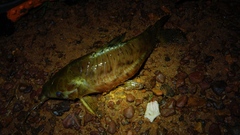 Callichthyinae