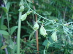 Reseda phyteuma