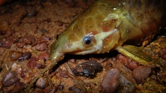 Callichthyinae