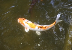Cyprinus rubrofuscus