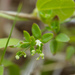 Galium bungei trachyspermum - Photo (c) Cheng-Tao Lin,  זכויות יוצרים חלקיות (CC BY), הועלה על ידי Cheng-Tao Lin