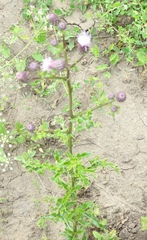 Cirsium arvense arvense