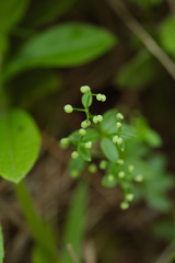 Galium bungei trachyspermum