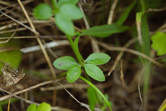 Galium bungei trachyspermum