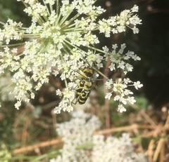 Chlorophorus varius