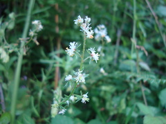 Reseda phyteuma