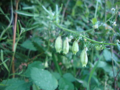 Reseda phyteuma