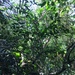Citrus depressa - Photo (c) 洪阿愷, algunos derechos reservados (CC BY-NC), subido por 洪阿愷