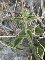 Brickellia microphylla
