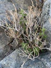 Brickellia microphylla