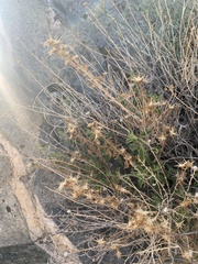 Brickellia microphylla
