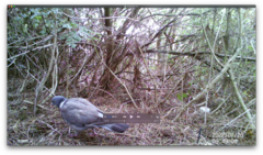 Columba palumbus