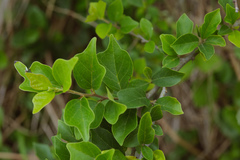 Maclura tricuspidata