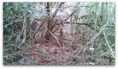 Turdus philomelos