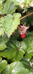 Rubus tricolor