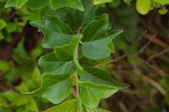 Maclura tricuspidata