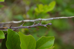 Maclura tricuspidata