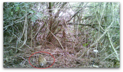 Turdus philomelos