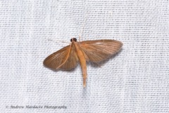 Steniini