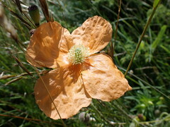 Papaver pilosum