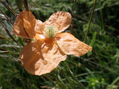 Papaver pilosum