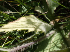 Papaver pilosum