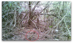 Turdus philomelos