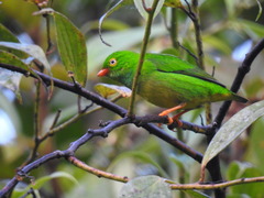 Chlorophonia flavirostris