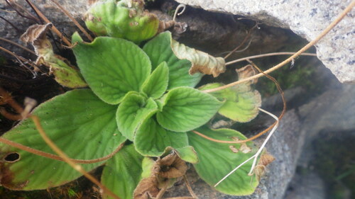 Streptocarpus polyphyllus
