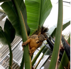Sciurus niger