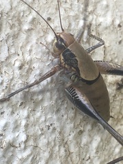 Eupholidoptera megastyla