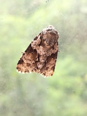 Noctuinae