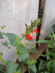 Salvia pulchella