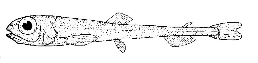 Antarctic Big-Eye Smelt