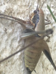 Eupholidoptera megastyla