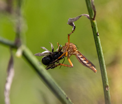 Diogmites crudelis