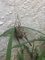 Eupholidoptera megastyla