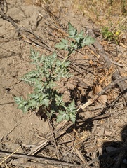 Ambrosia acanthicarpa
