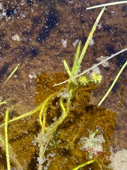 Sparganium hyperboreum