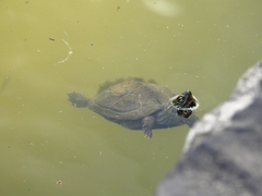Mauremys reevesii