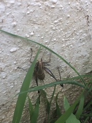 Eupholidoptera megastyla