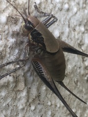 Eupholidoptera megastyla